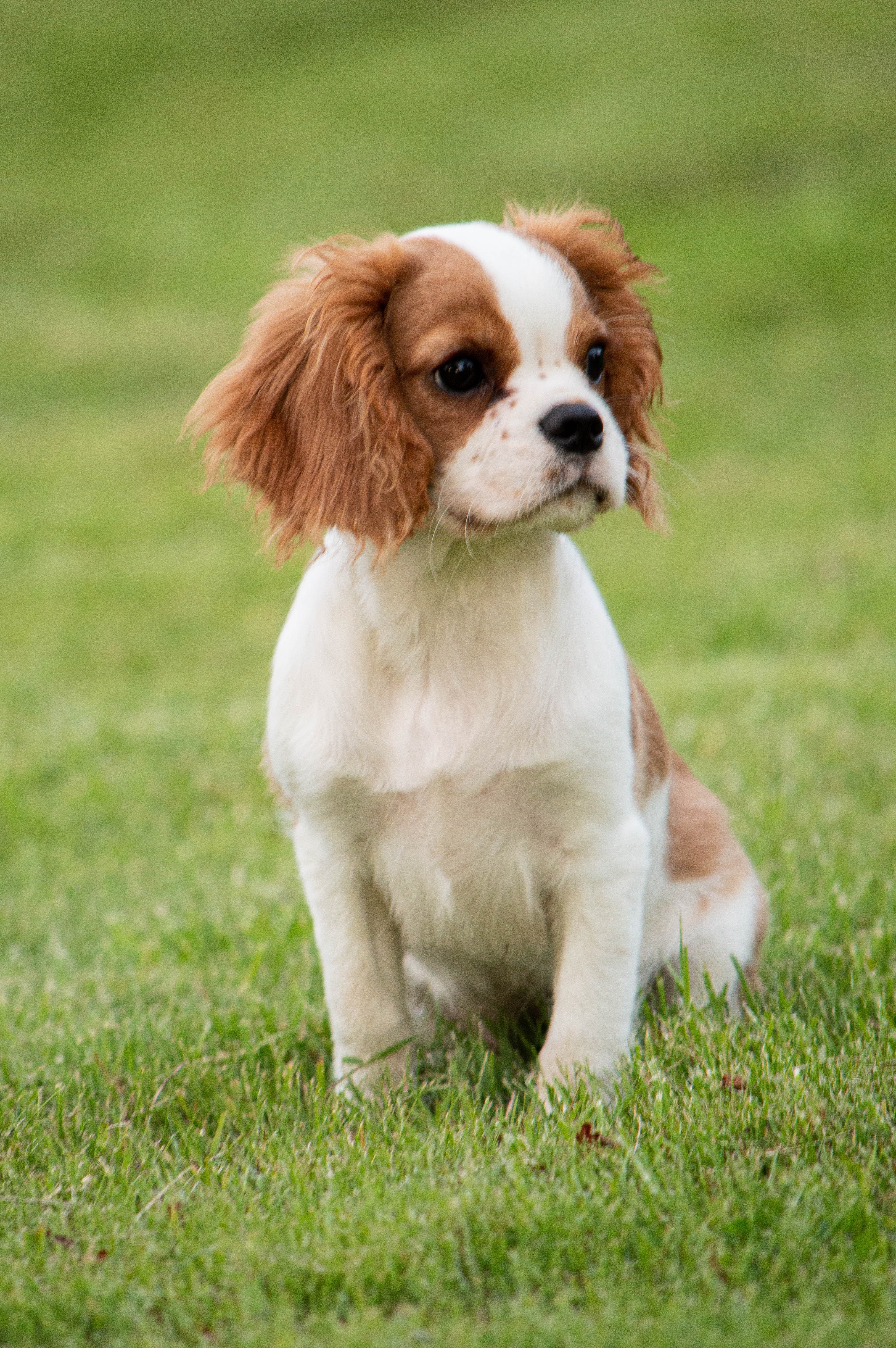 10 week old cavalier king 2024 charles spaniel